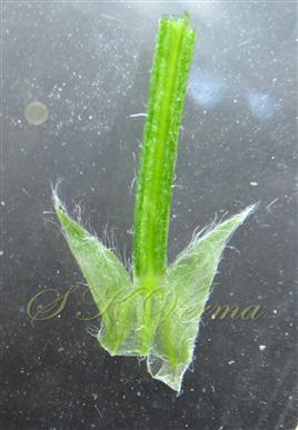  Stipules